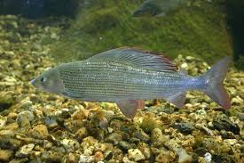 Image result for Thymallus thymallus