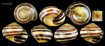 Attēlu rezultāti vaicājumam “Cepaea hortensis”