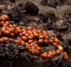 Attēlu rezultāti vaicājumam “Trichia scabra”