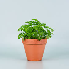 Image result for Petersilie