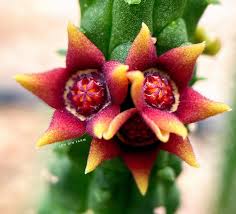 Attēlu rezultāti vaicājumam “Asclepiadaceae”