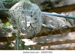 Attēlu rezultāti vaicājumam “Malacosoma castrensis larva”