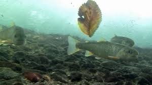 Image result for Salvelinus malma