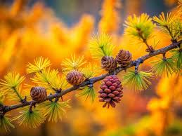 Attēlu rezultāti vaicājumam “Larix decidua var. polonica”