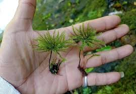 Attēlu rezultāti vaicājumam “Climacium dendroides sporophyte”