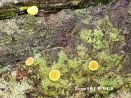 Attēlu rezultāti vaicājumam “Coenogonium pineti”