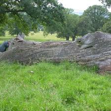 Attēlu rezultāti vaicājumam “Hertelidea botryosa”