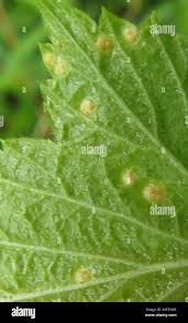 Attēlu rezultāti vaicājumam “Pucciniales”