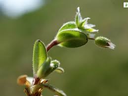 Attēlu rezultāti vaicājumam “Cerastium semidecandrum leaf”
