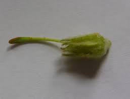 Attēlu rezultāti vaicājumam “Verbascum densiflorum”