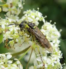 Attēlu rezultāti vaicājumam “Tenthredo scrophulariae exuvia”
