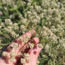 Attēlu rezultāti vaicājumam “Lepidium latifolium flower”