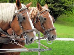 Image result for scheuklappen