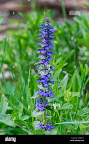 Attēlu rezultāti vaicājumam “Ajuga genevensis”