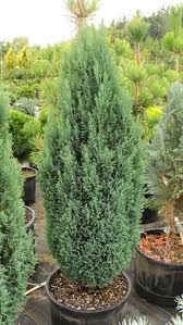 Attēlu rezultāti vaicājumam “Chamaecyparis lawsoniana”