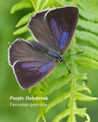 Attēlu rezultāti vaicājumam “Favonius quercus”