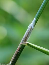 Attēlu rezultāti vaicājumam “Calamagrostis purpurea fruit”