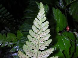 Attēlu rezultāti vaicājumam “Dryopteris expansa”