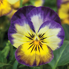 Attēlu rezultāti vaicājumam “Viola epipsila flower”