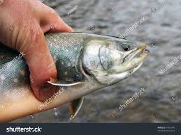 Image result for Salvelinus confluentus