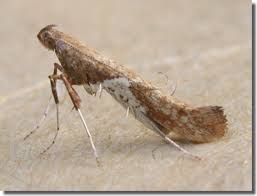 Attēlu rezultāti vaicājumam “Caloptilia stigmatella”