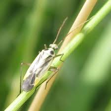 Attēlu rezultāti vaicājumam “Stenotus binotatus”