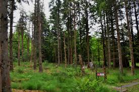 Image result for Argyll Field Archers