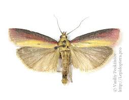 Attēlu rezultāti vaicājumam “Oncocera semirubella”