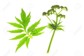 Attēlu rezultāti vaicājumam “Valeriana officinalis leaf”