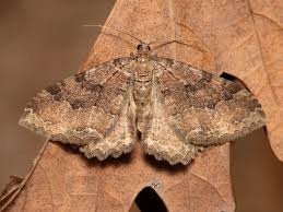 Attēlu rezultāti vaicājumam “Hydria cervinalis”