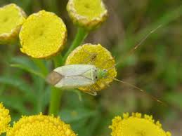 Attēlu rezultāti vaicājumam “Adelphocoris quadripunctatus imago”