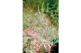 Attēlu rezultāti vaicājumam “Ambrosia artemisiifolia fruit”