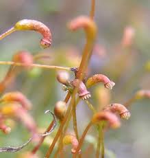 Attēlu rezultāti vaicājumam “Amblystegium serpens macro”