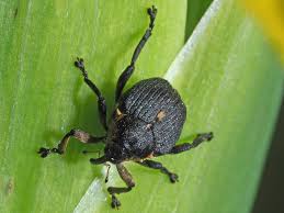 Attēlu rezultāti vaicājumam “Mononychus punctumalbum”