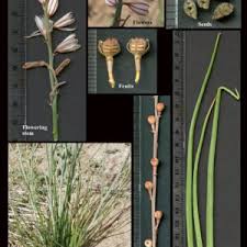 Attēlu rezultāti vaicājumam “Xanthorrhoeaceae”