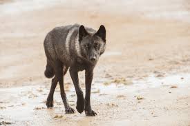 Attēlu rezultāti vaicājumam “Canis lupus”