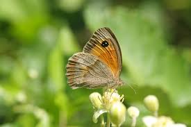 Attēlu rezultāti vaicājumam “Maniola jurtina female”