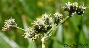 Attēlu rezultāti vaicājumam “Scirpus sylvaticus flower”