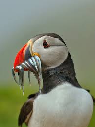 Image result for Fratercula arctica