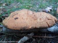 Attēlu rezultāti vaicājumam “Hapalopilus croceus”