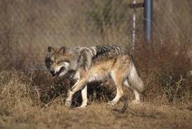 Attēlu rezultāti vaicājumam “Canis lupus”