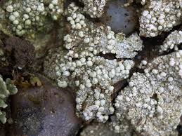 Attēlu rezultāti vaicājumam “Dibaeis baeomyces”