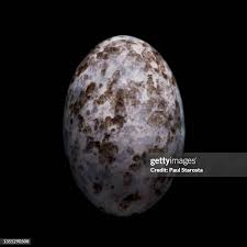 Attēlu rezultāti vaicājumam “Caprimulgus europaeus egg”