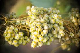 Attēlu rezultāti vaicājumam “Cuscuta europaea fruit”