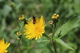 Attēlu rezultāti vaicājumam “Hieracium laevigatum”