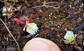 Attēlu rezultāti vaicājumam “Pohlia nutans sporophyte”