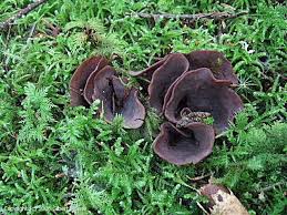 Attēlu rezultāti vaicājumam “Otidea bufonia”