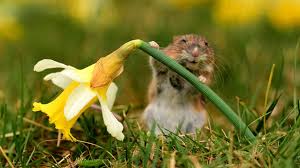 Image result for Solent Viragos