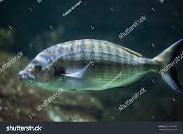Image result for Diplodus puntazzo