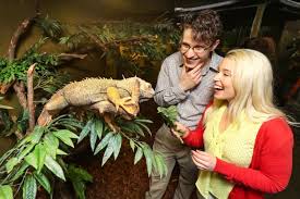 Attēlu rezultāti vaicājumam “Reptilia”